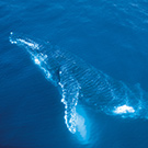 Whale future